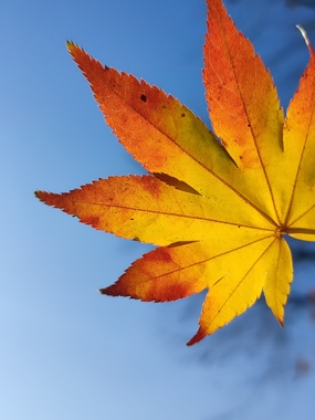 一片唯美枫树叶摄影图片